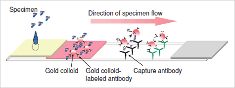 [Test Strip Illustration] (Sample flow) From left: Specimen, Gold colloid, Gold colloid-labeled antibody, Capture antibody
